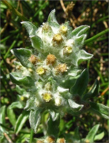 sm 093 Marsh Cudweed.jpg - Marsh Cudweed (Gnaphalium palustre): This native grew in groups by the dried shore of the lake.